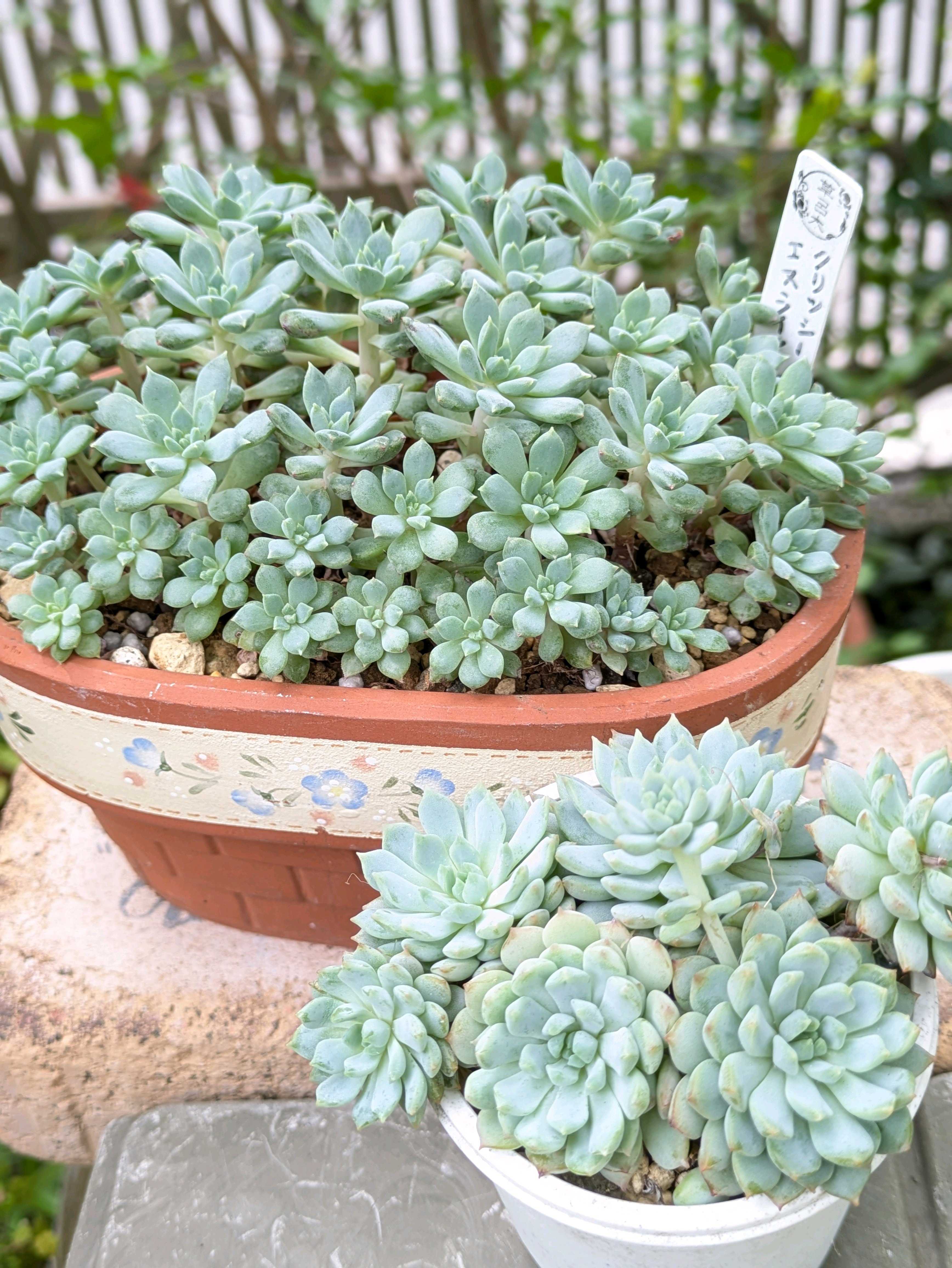 コロラータ×ベビーフィンガーの一覧｜🍀GreenSnap（グリーンスナップ）