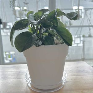 ペペロミア,ダイソー,DAISO,セメント鉢の画像