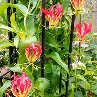 グロリオサ,球根植物,癒し,繋がりに感謝,ほっこり笑顔にの画像