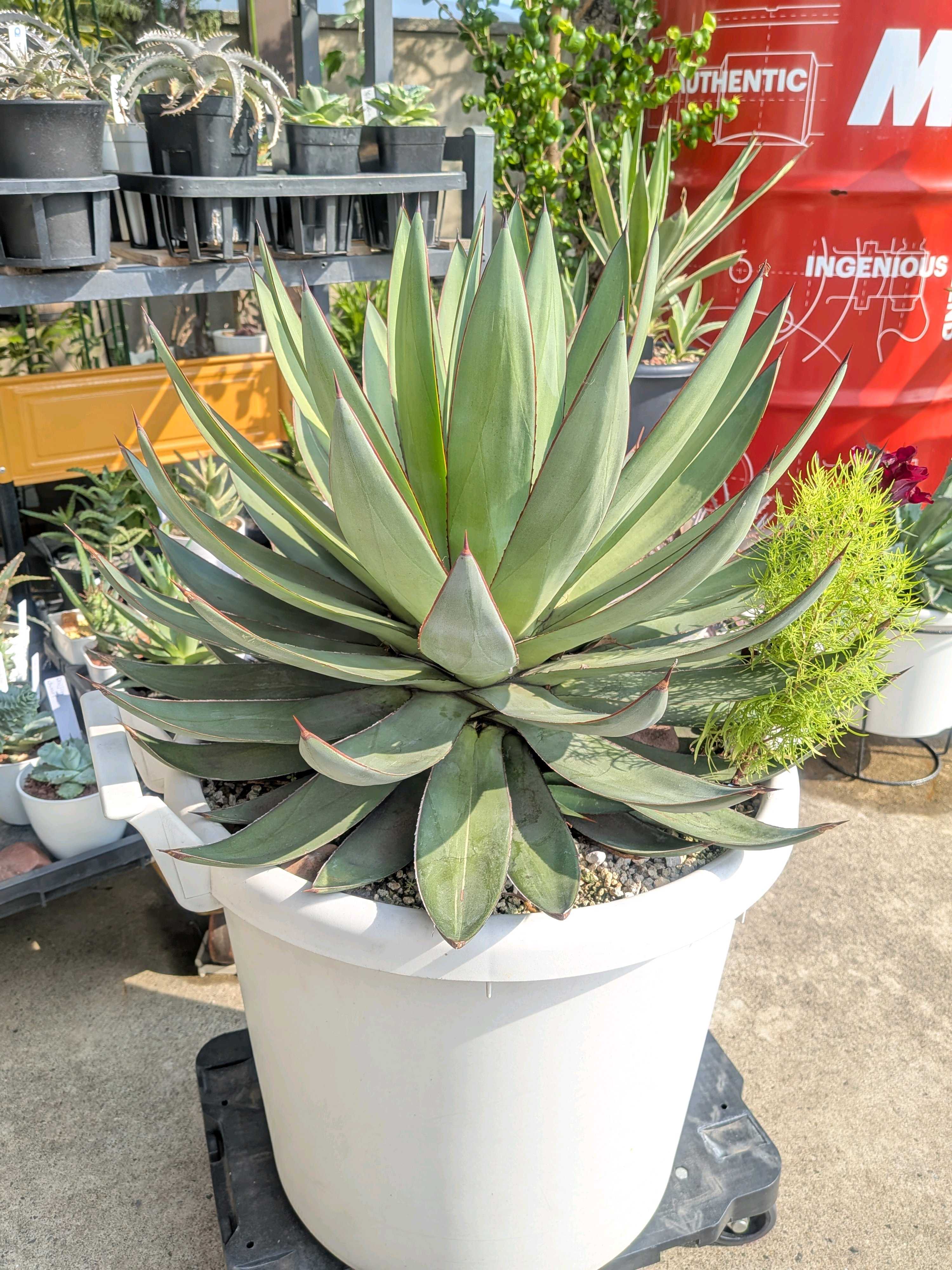 アガベ ロマニーの一覧｜🍀GreenSnap（グリーンスナップ）