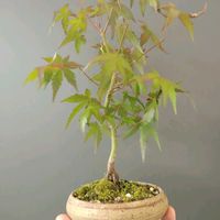 トベラ,ネコヤナギ,ニレケヤキ,ヤマモミジ,サネカズラの画像