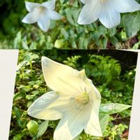 キキョウ,キキョウ,シャシャンボ,花壇,花咲く乙女たち♡の画像