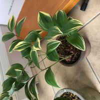 アマドコロの画像