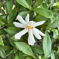 クチナシ,ティアレ　タヒチ,花言葉,白色の花,広島の画像