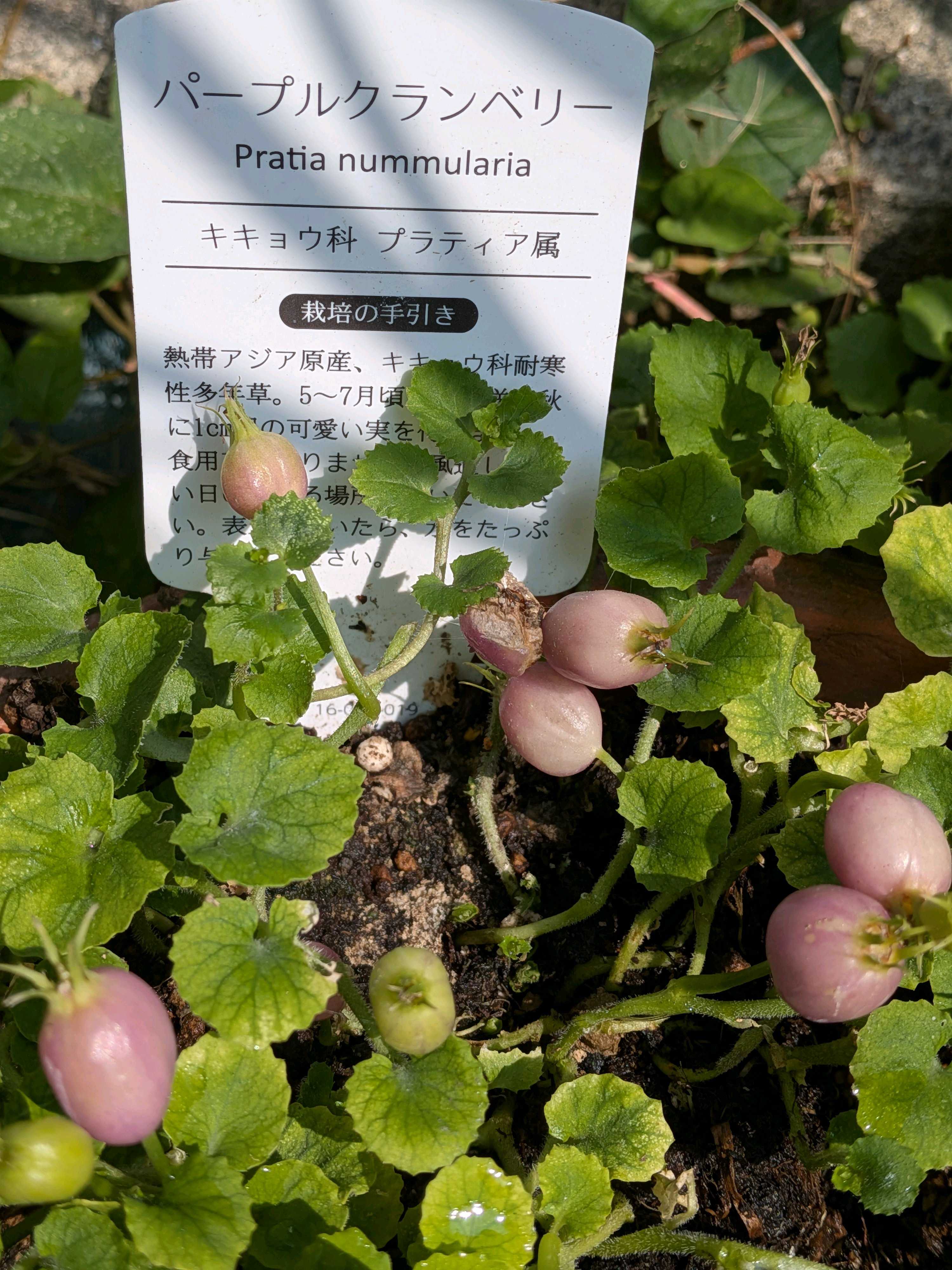 プヤ アルペストリスの一覧｜🍀GreenSnap（グリーンスナップ）