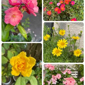 ニチニチソウ,ポーチュラカ,アンジェラ,ガーデニング,ステンシルの画像
