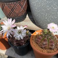 サボテン,お花,ピンクの花,トゲトゲ,玄関アプローチの画像