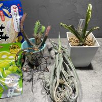 チランジア　ドゥラティ,ビルベルギア・コールドフュージョン,手作りリメ鉢✻,結藍産の植物達,手作り猫ピックの画像