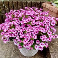 ペチュニア,サフィニア,スーパーチュニア,サフィニアアートあずきフラッペ,スーパーチュニア　ビスタミニ　ピンクスターの画像