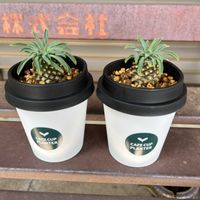 ソテツキリン,パイナップルコーン,子株,ユーフォルビア,可愛いの画像