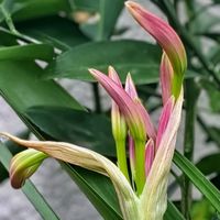 蛍袋,東北八重ひまわり,アマクリナム,ヒマワリ　プロカットレッド,種蒔きからAの画像