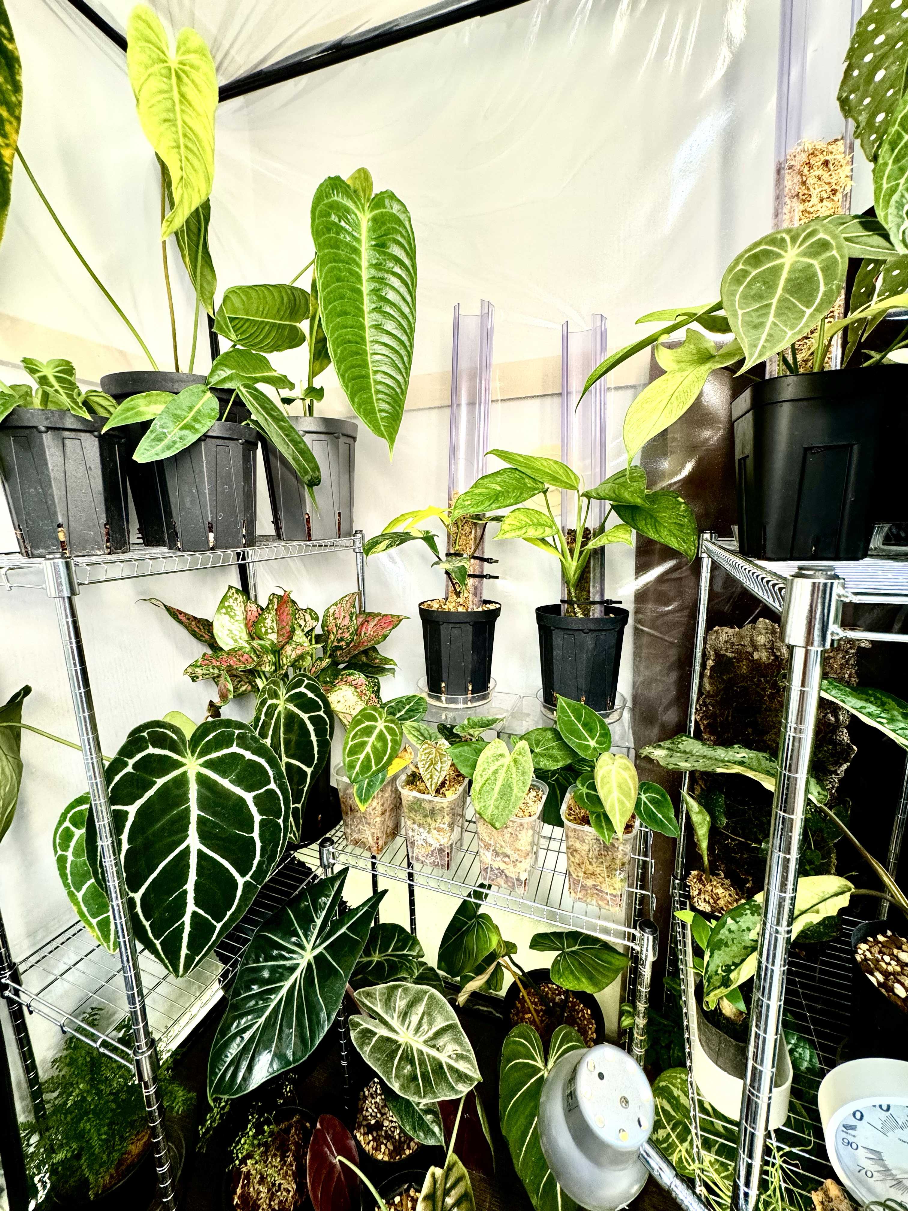 アンスリウム クリスタリナムの一覧｜🍀GreenSnap（グリーン