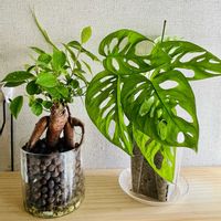 ガジュマル,ヤマユリ,マドカズラ,ハイドロボールの画像
