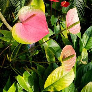アンスリウム,植物園,温室,多年草,熱帯植物の画像