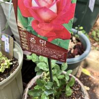 キララ,バラ 希望,新潟県,庭改造計画,小さな庭の画像