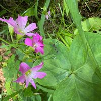 ムラサキカタバミの画像