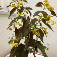 カロライナジャスミンの画像