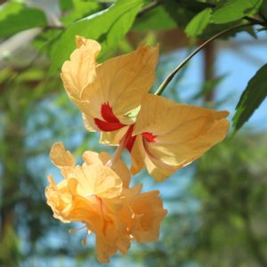 ハイビスカス,温室,非耐寒性常緑低木,お花を楽しむ,カメラ女子の画像