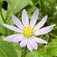 ミヤマヨメナ,山野草の画像