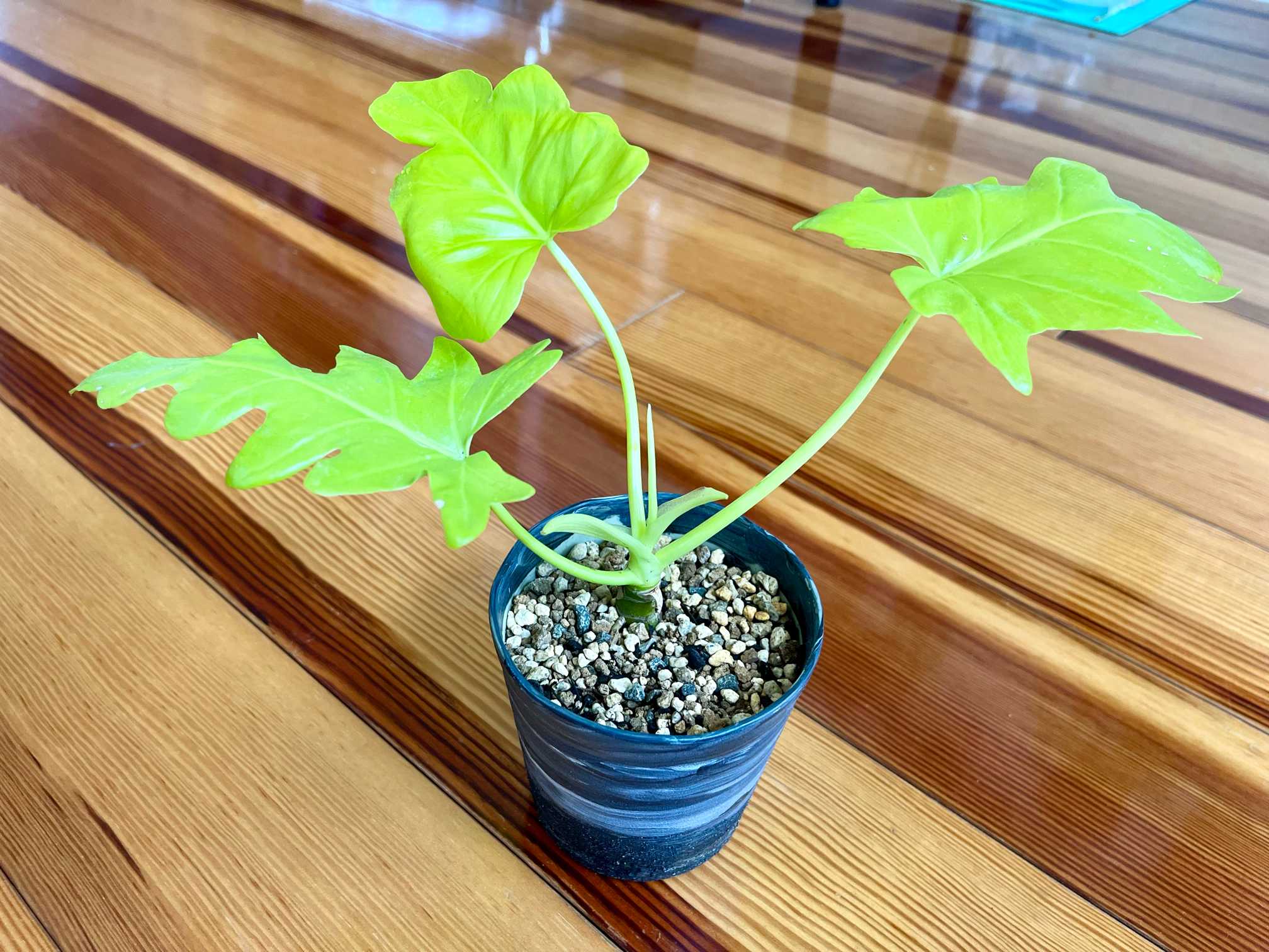 フィロデンドロン・セローム・ゴールドリーフ｜🍀GreenSnap