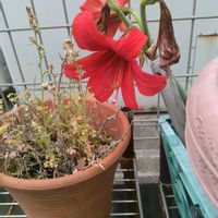赤い花,お花,大きい,謎の植物,綺麗の画像