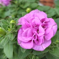 アンズ,ミニトマト（アイコ）,八重咲きペチュニア,八重咲きペチュニア,八重咲きペチュニア VIVAの画像