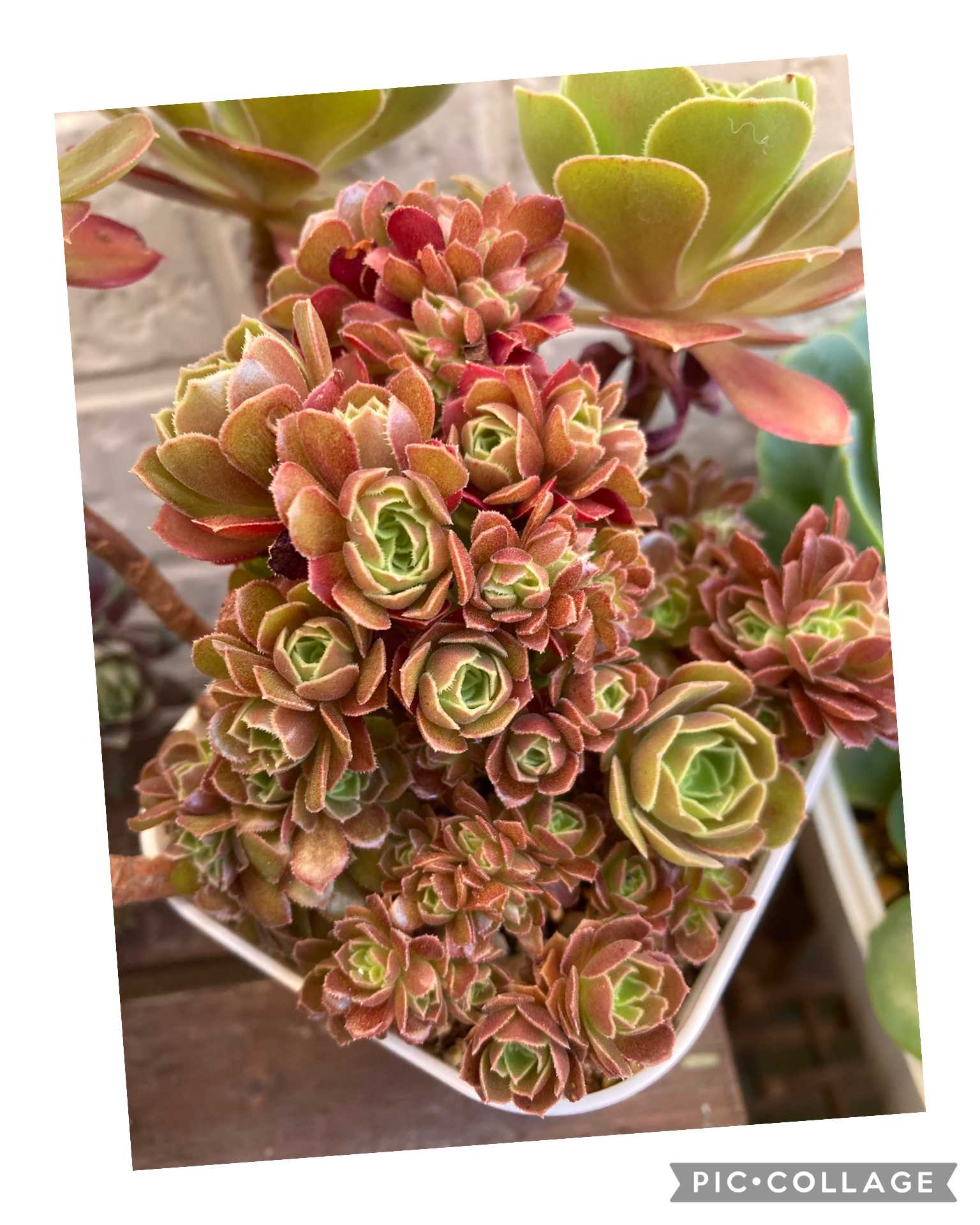 アエオニウム サラダボールの一覧｜🍀GreenSnap（グリーンスナップ）