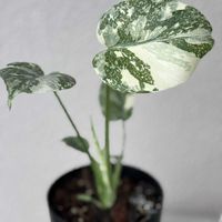 モンステラ,アガベ,ヤマアジサイ,斑入り。,ど真ん中宴、イベントの画像