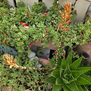 アロエ,ベビーサンローズ,多肉植物,花壇,花芽の画像
