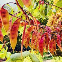 ハナズオウ,ハナズオウ,花蘇芳(ハナズオウ),マメ科,種子の画像