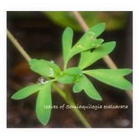 風鈴おだまき,花のある暮らし,葉っぱのある暮らし,小庭のある暮らし,いつもありがとうございますの画像