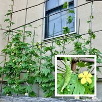 ゴーヤ,黒竹,沖縄中長ゴーヤ,グリーンカーテン,家庭菜園奮闘日記の画像