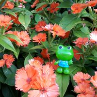 ガンピセンノウ,花言葉,しあわせ運べるように,日曜ビタミンカラー♪,いつも心に太陽をの画像