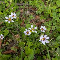 ニワゼキショウの画像