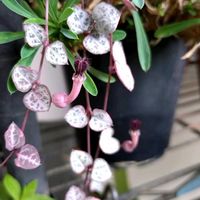ハートカズラ,初めて見た！,ハートカズラの花の画像