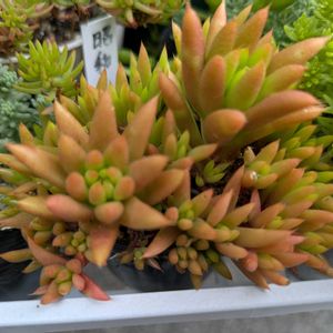 昭和,寄せ植え,多肉植物,葉挿し,リメ缶の画像