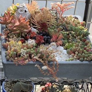 寄せ植え,多肉植物,DIY,ガーデニング,リメ鉢の画像