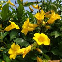 カロライナジャスミンの画像