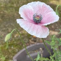 ヒナゲシ,花のある暮らしの画像