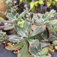 エケベリア　ハムシー,良い一日を…,おうち園芸,今多肉の画像