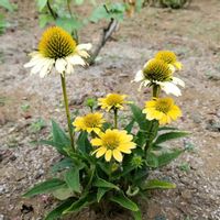 エキナセアの画像