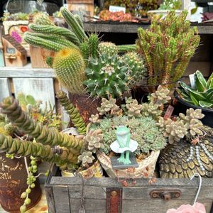 サボテン科,アエオニウム属,いつもありがとう♡,ジャンクガーデン,今日の一枚の画像