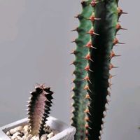 ユーフォルビア カナリエンシス,ユーフォルビア 墨麒麟,ユーフォルビア,植物のある暮らし,みどりのある暮らしの画像