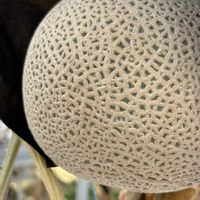 メロン,メロン,ウリ科,今日のお花,雌雄異花の画像