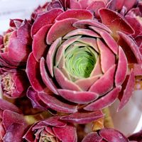 観葉植物,紅葉する多肉,アエオニウム,アエオニウム属,紅葉多肉の画像