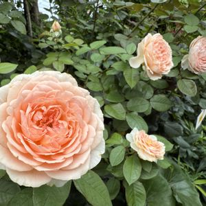 ガーデニング,薔薇♪,バラ・ミニバラ,バラを楽しむ,バラのある暮らしの画像