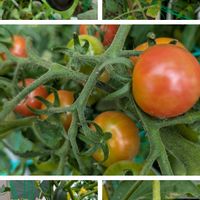 トケイソウ,レックス　ベゴニア,我が家のカエルちゃん,プランター育ち野菜の収穫,トケイソウの花14輪目（ネット）の画像