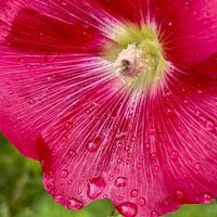 アガパンサス,グラジオラス,ヒナゲシ,ムラサキツユクサ,タチアオイの画像