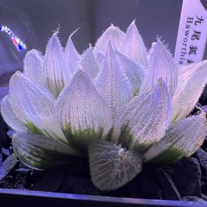 多肉植物,ハオルチア属,ハオルシア属     ,多肉中毒,ガチンコハオルチアクラブの画像