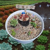 火祭り,桜吹雪,巻絹,アトランティス,noahの画像